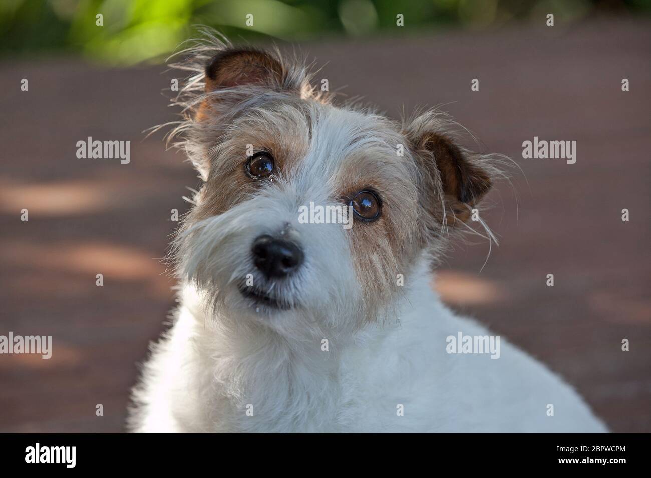 Short wire haired Jack Russell Terrier Stock Photo