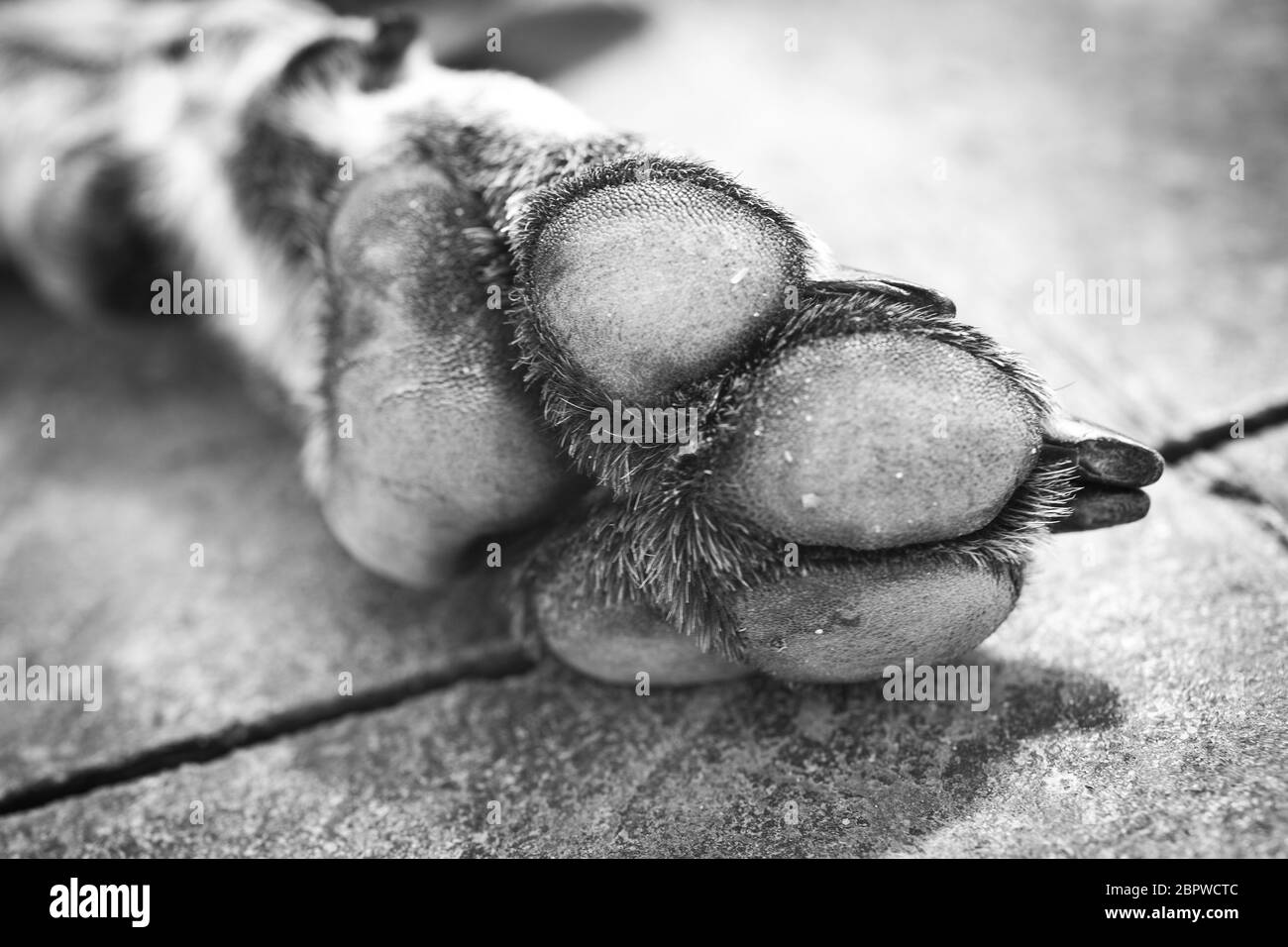 Large English Pointer's paw Stock Photo