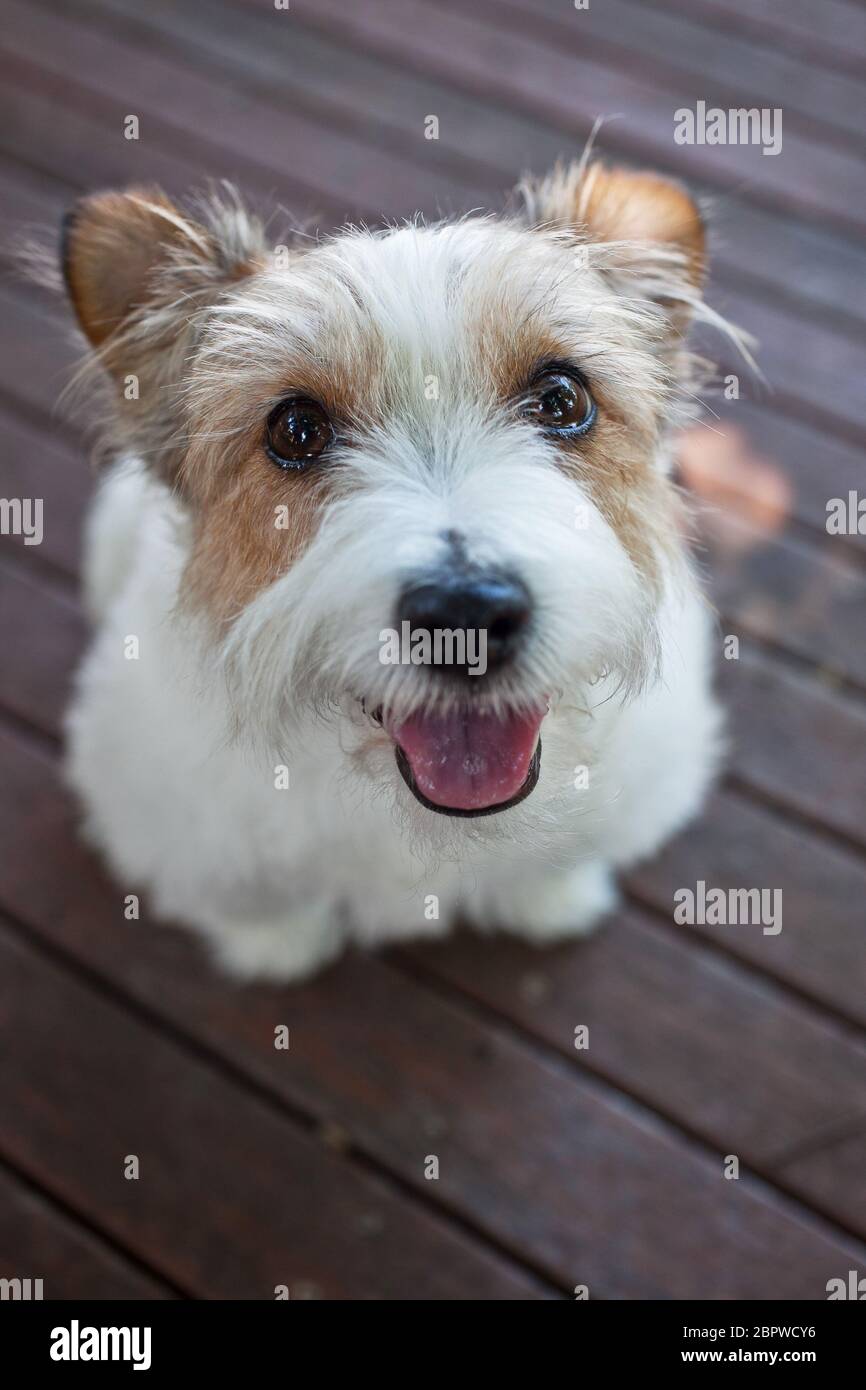 Jack russell top terrier wire coat
