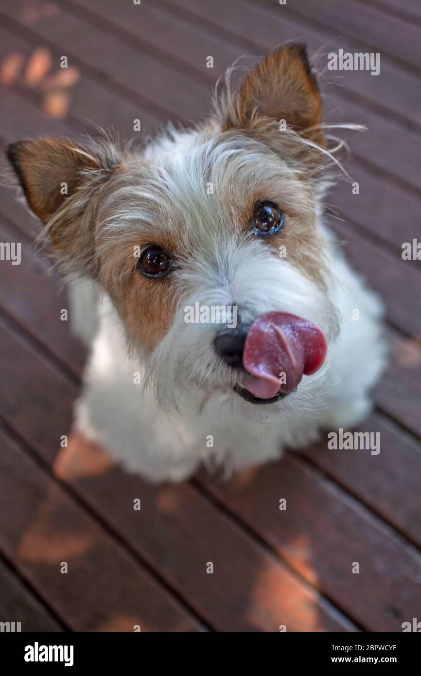 Short wire haired Jack Russell Terrier Stock Photo Alamy