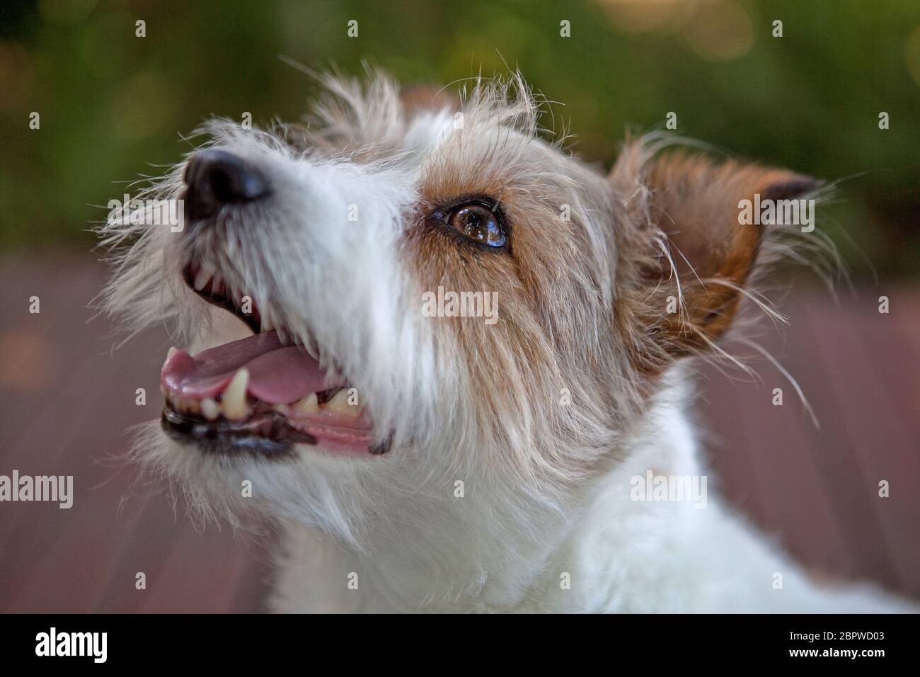 Short wire haired Jack Russell Terrier Stock Photo
