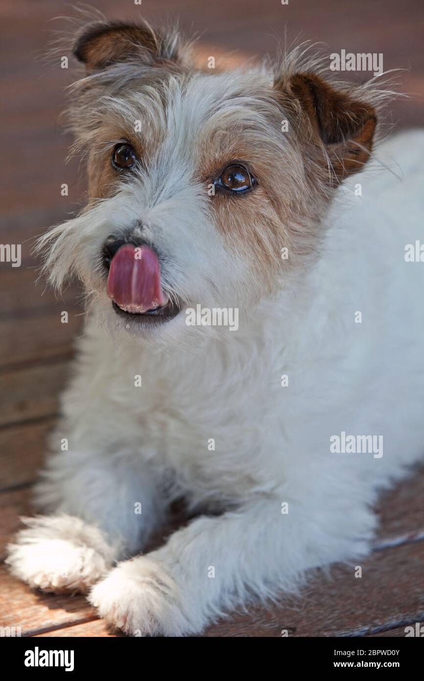 Short wire haired Jack Russell Terrier Stock Photo Alamy