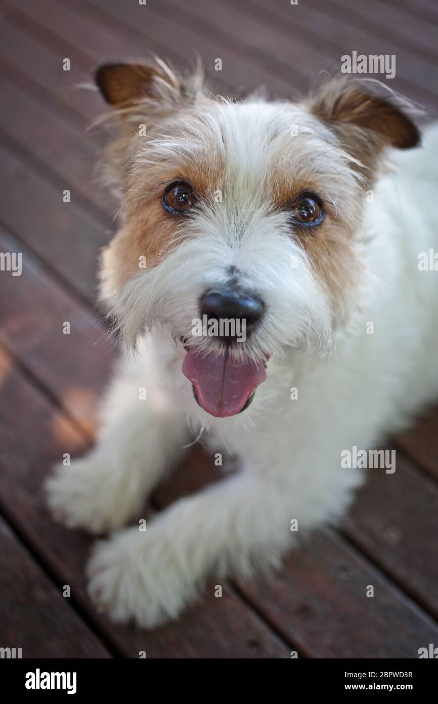 Short wire haired Jack Russell Terrier Stock Photo Alamy