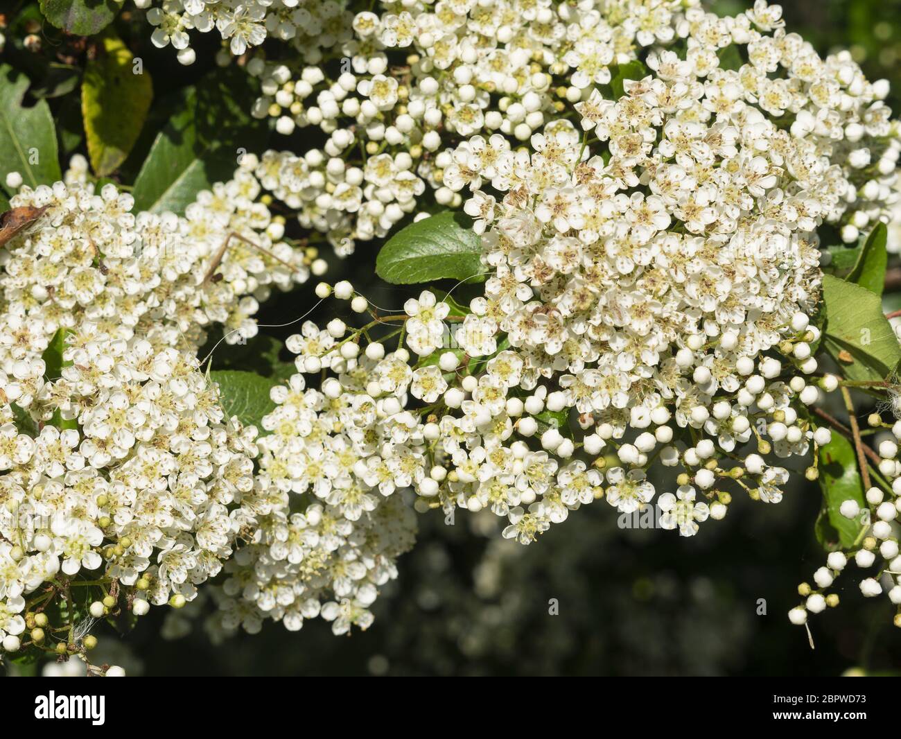 cluster of small bowl-shaped white flowers, Spiraea Snowmound Stock Photo
