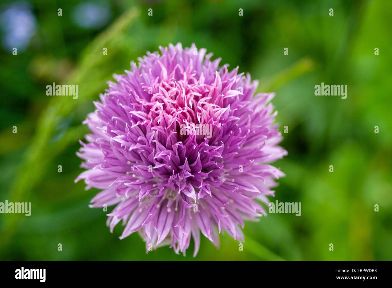 Pink garden flower in sunlight Stock Photo