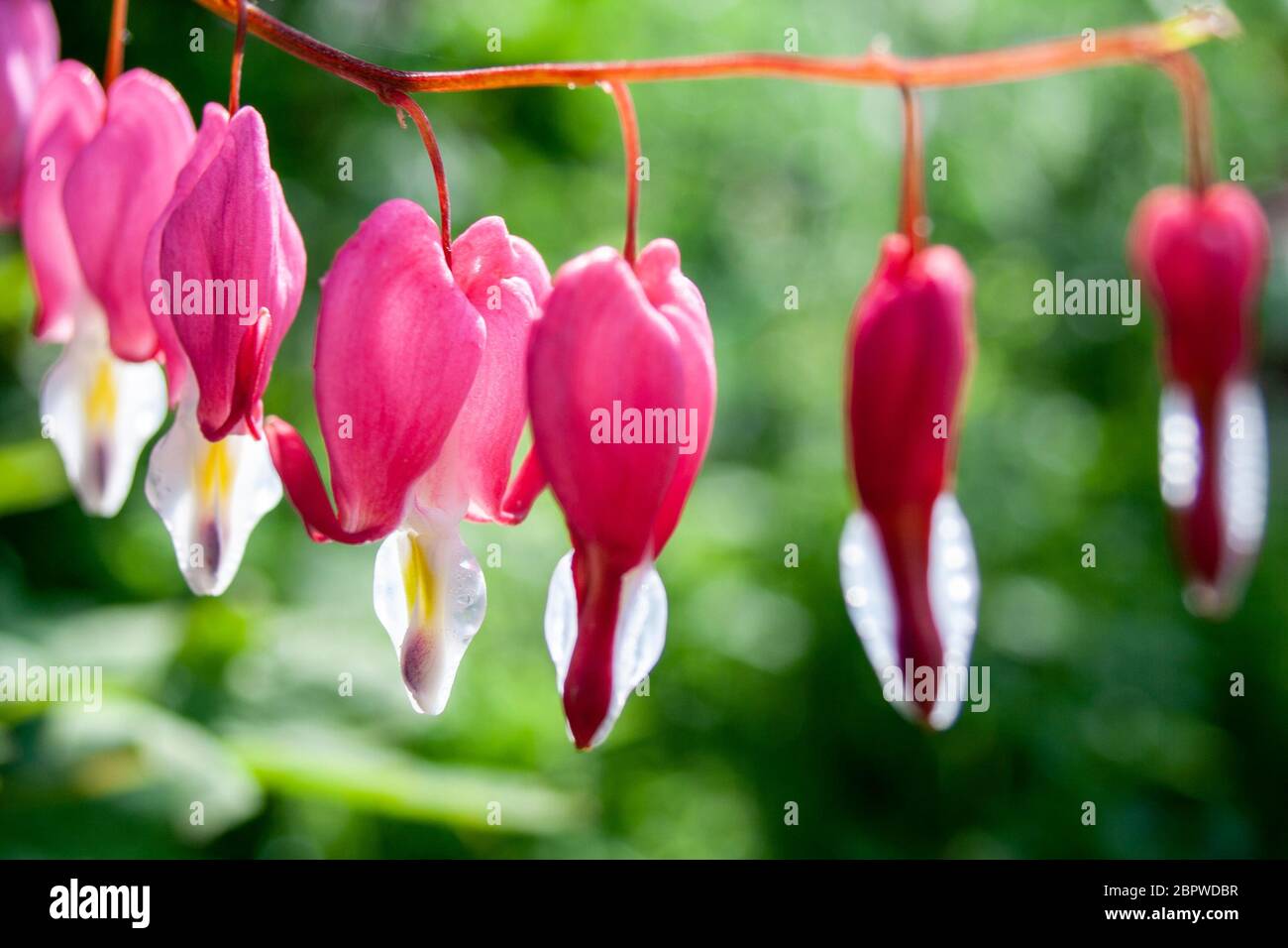 Bleeding Heart flowers in sunlight Stock Photo
