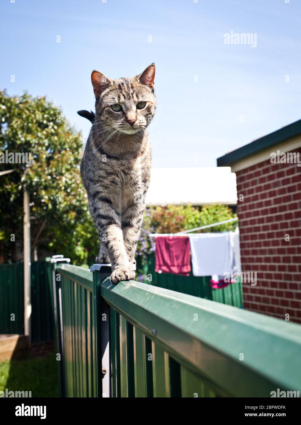 Domestic cat in a backyard Stock Photo