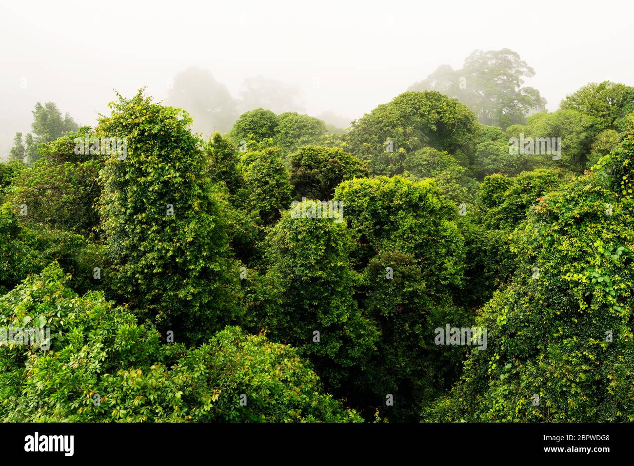 Canopy of Dorrigo rainforest in clouds. Stock Photo