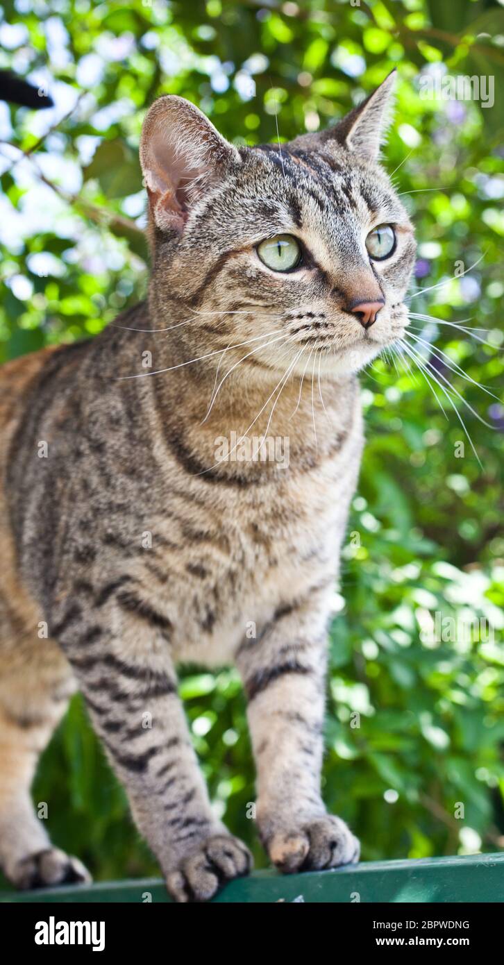 Domestic cat in a backyard Stock Photo Alamy