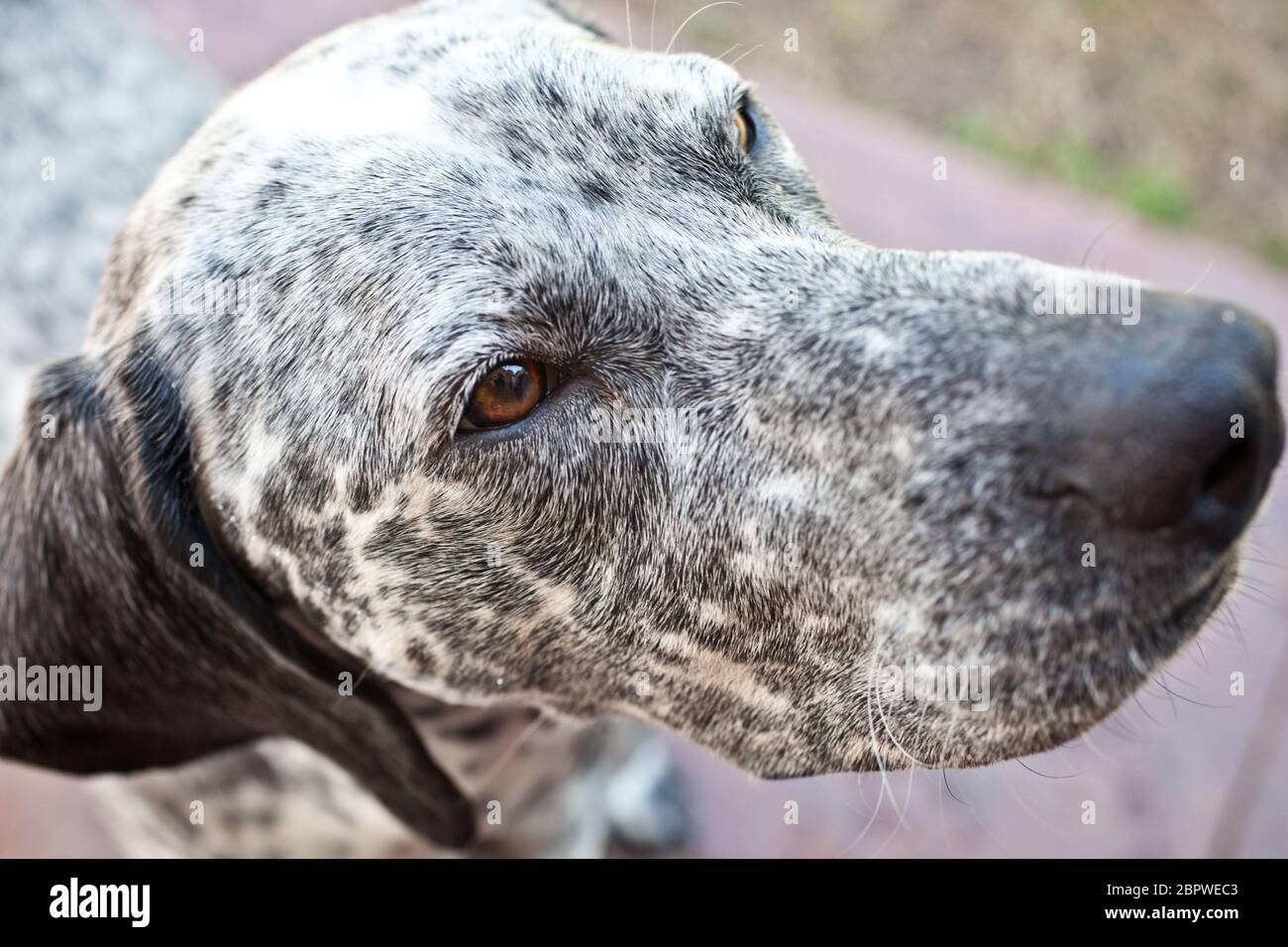 English Pointer Stock Photo