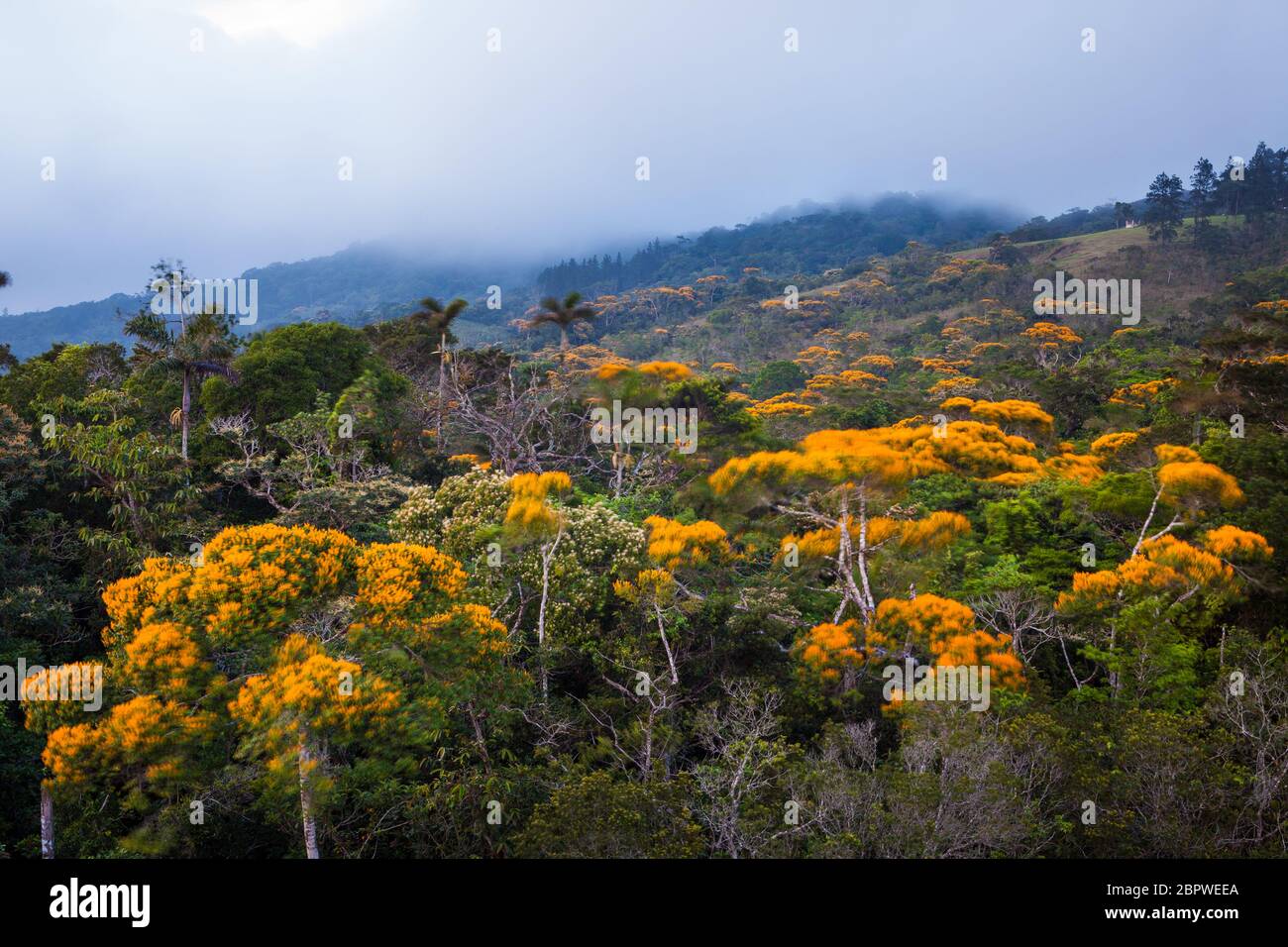 Flowering May Trees, Vochysia ferruginea, in the cloudforest of Altos de Campana national park, Republic of Panama. Stock Photo