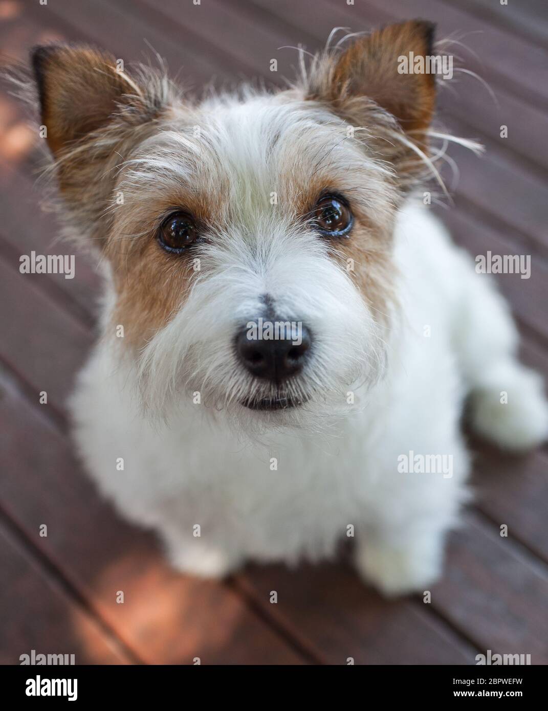 Short haired Jack Russell Terrier Stock Photo