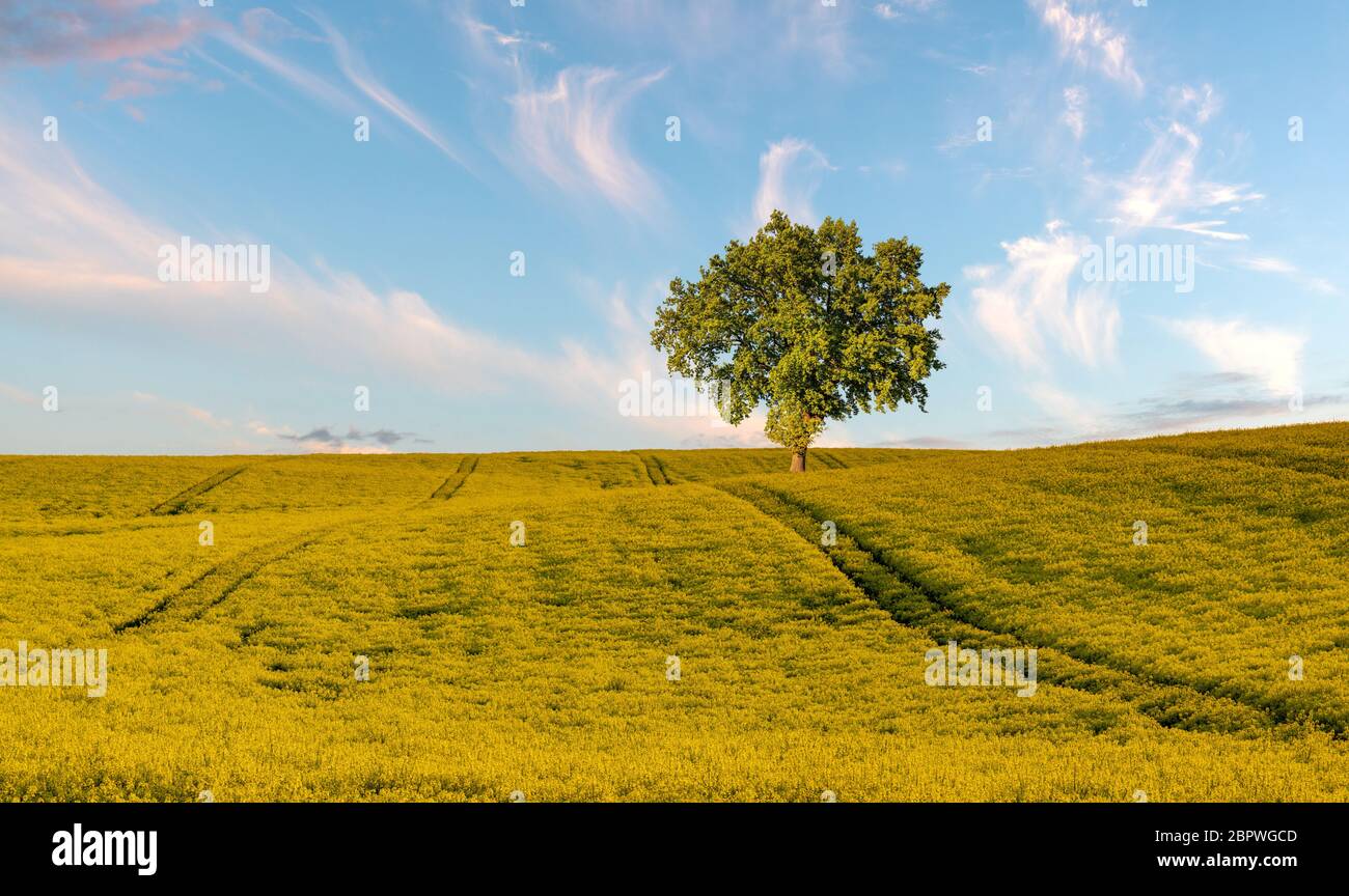 Lonely tree on a hill hi-res stock photography and images - Alamy