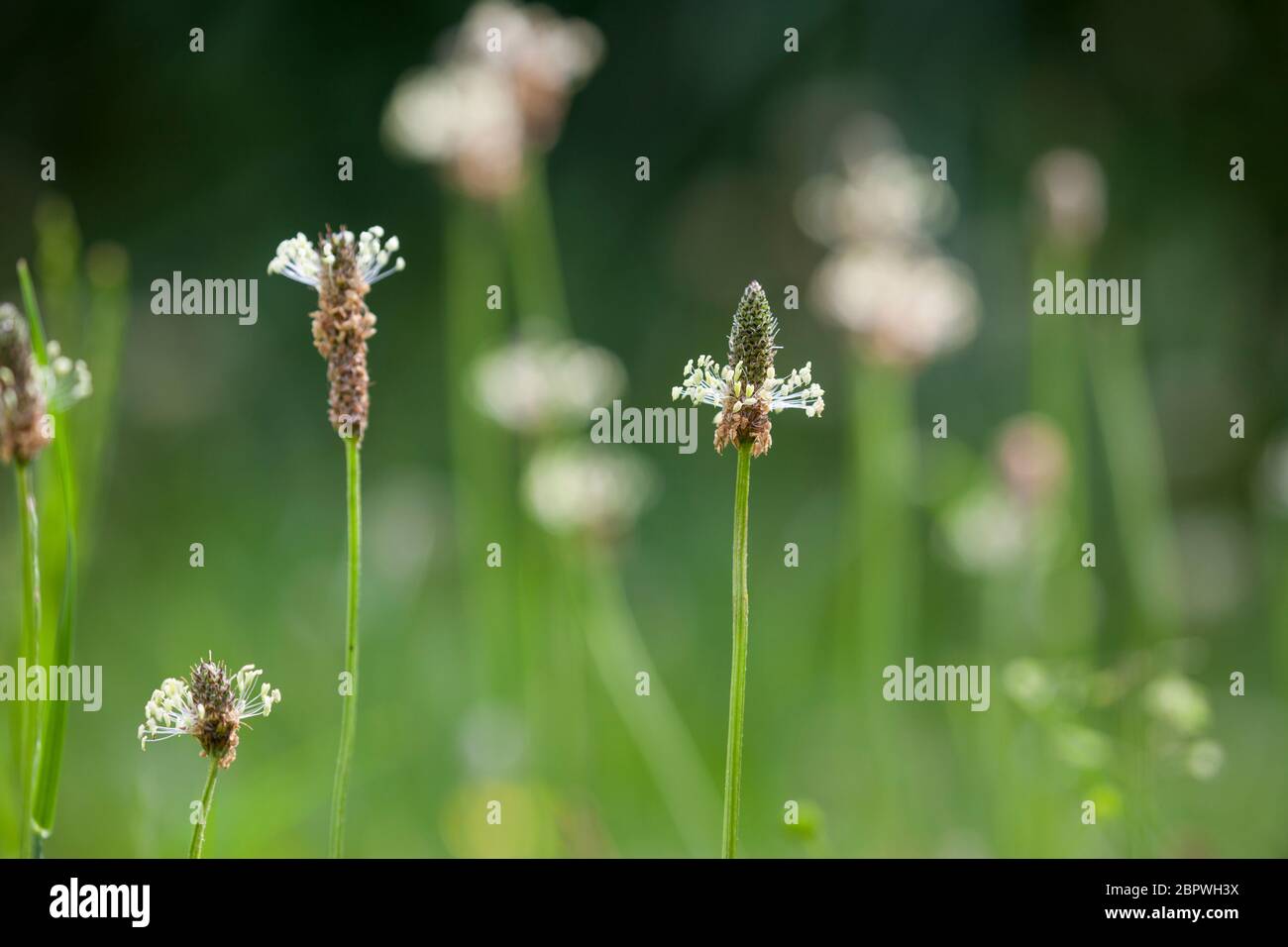 Spitz-Wegerich, Spitzwegerich, Wegerich, Blüten, Blütenstand, blühend, Plantago lanceolata, English Plantain, Ribwort, narrowleaf plantain, ribwort pl Stock Photo