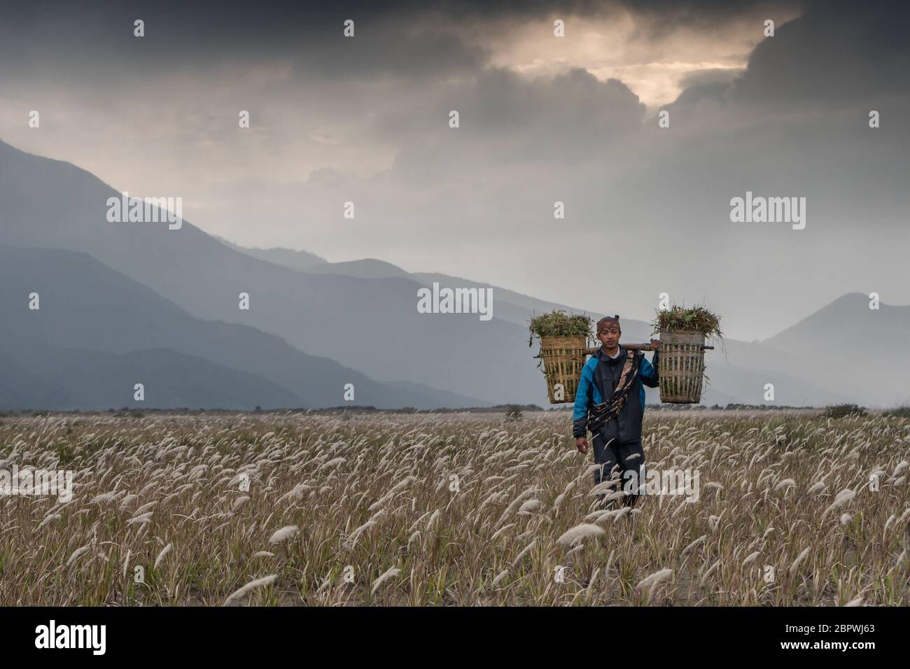 Tenggerese man carrying grass for the horses Stock Photo