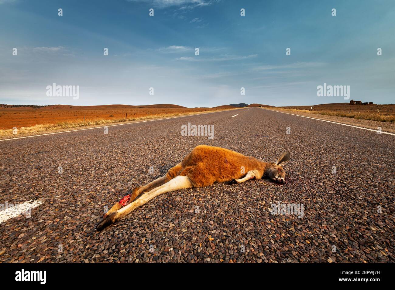 Typical scene seen daily on Australia's roads. Stock Photo