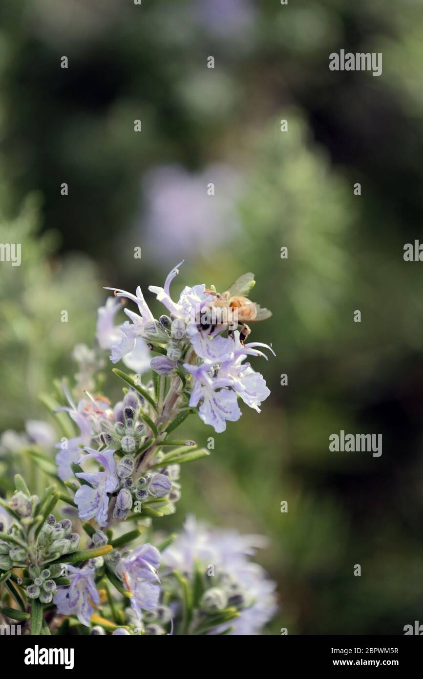 bee collecting pollen on rosemary flowers Stock Photo Alamy