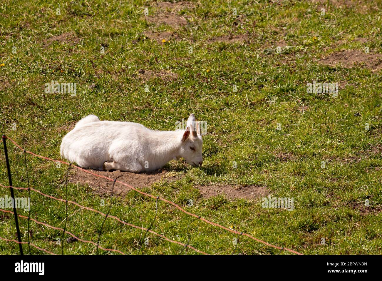 Small domestic goating resting on field Stock Photo