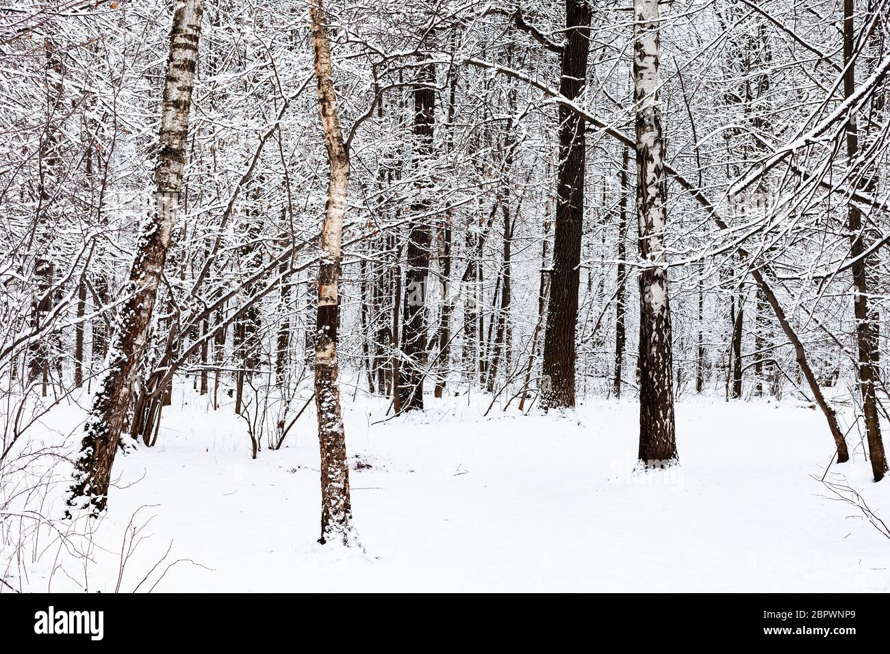 birch and oak trees in snowy forest of Timiryazevsky park in Moscow ...
