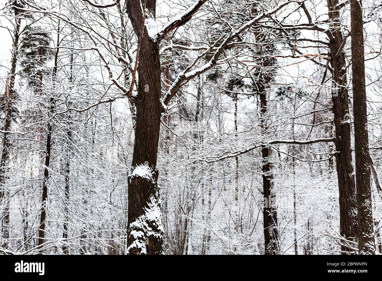 snow-covered pine and oak trees in forest of Timiryazevsky park in ...