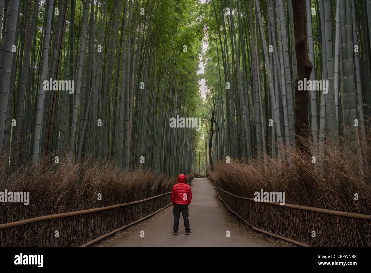 Taken in Arashiyama bamboo forest in Kyoto, Japan. Stock Photo