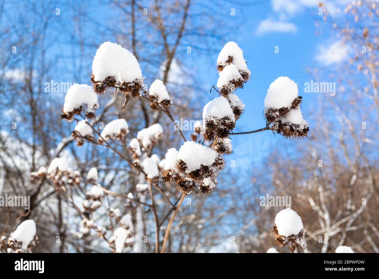fresh snow on capitula of burdock close-up in forest on sunny spring day Stock Photo