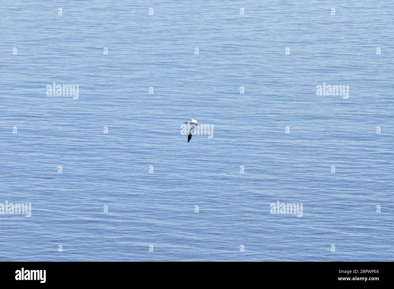Fliegender Basstölpel (Morus bassanus) auf der Insel Helgoland in der Nordsee Stock Photo