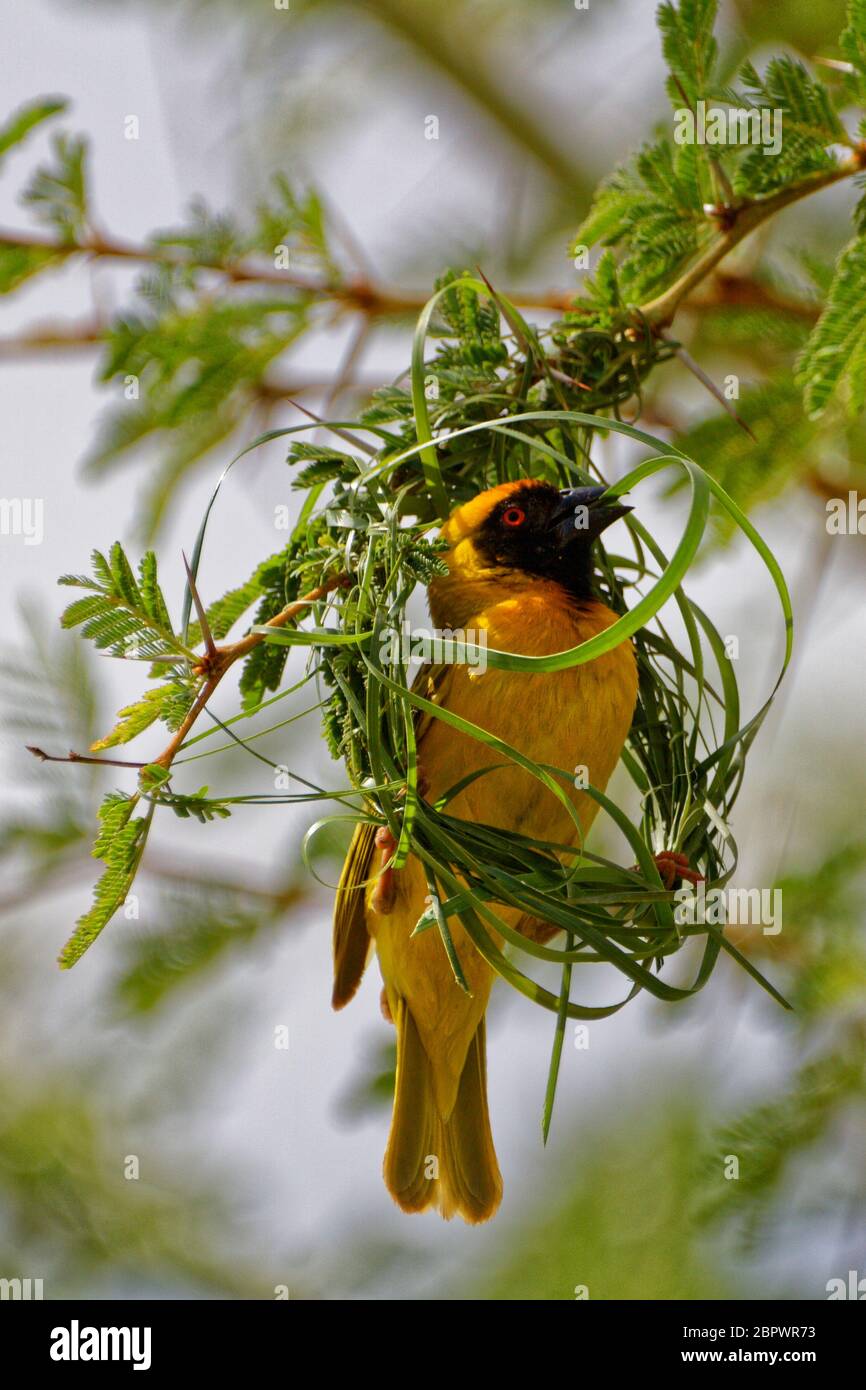 Southern Yellow Masked Weaver bird, making a nest during breeding season in Namibia Stock Photo