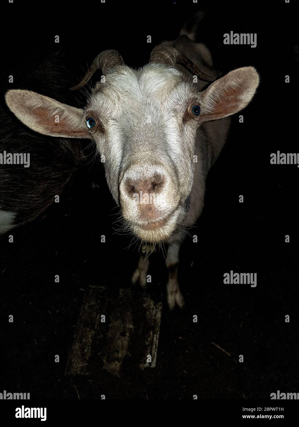 White goat with blue eyes, long ears with horns looks at the camera