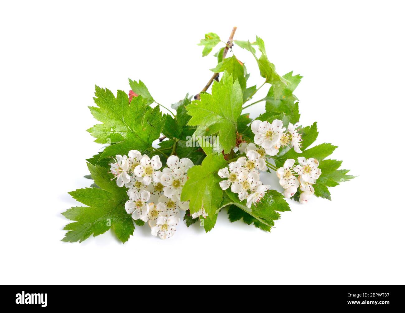 Flowers Crataegus hawthorn quickthorn thornapple May-tree, whitethorn or hawberry. Isolated Stock Photo