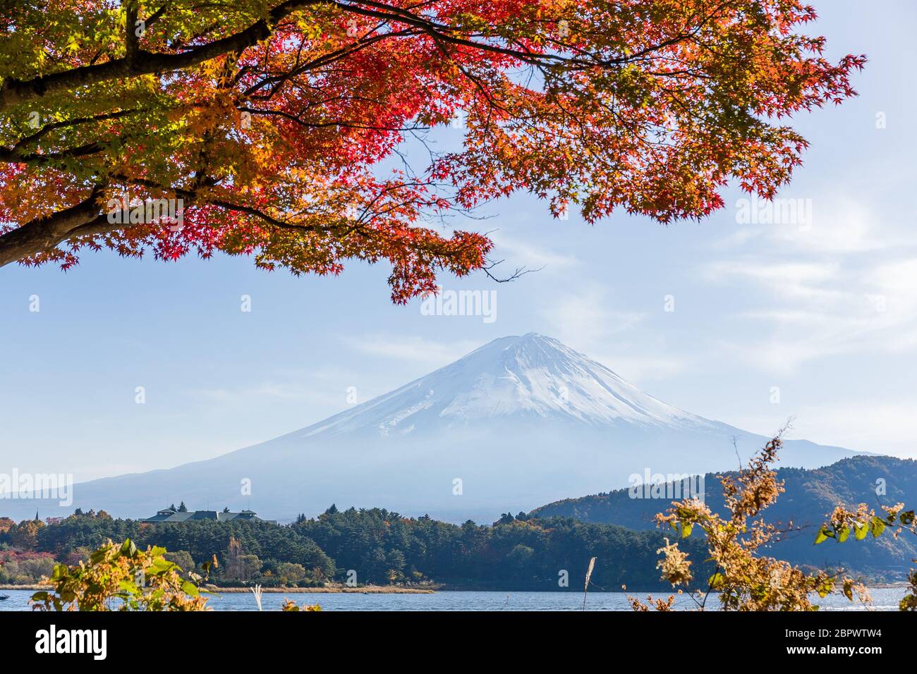 Fuji mountain and maple tree Stock Photo - Alamy