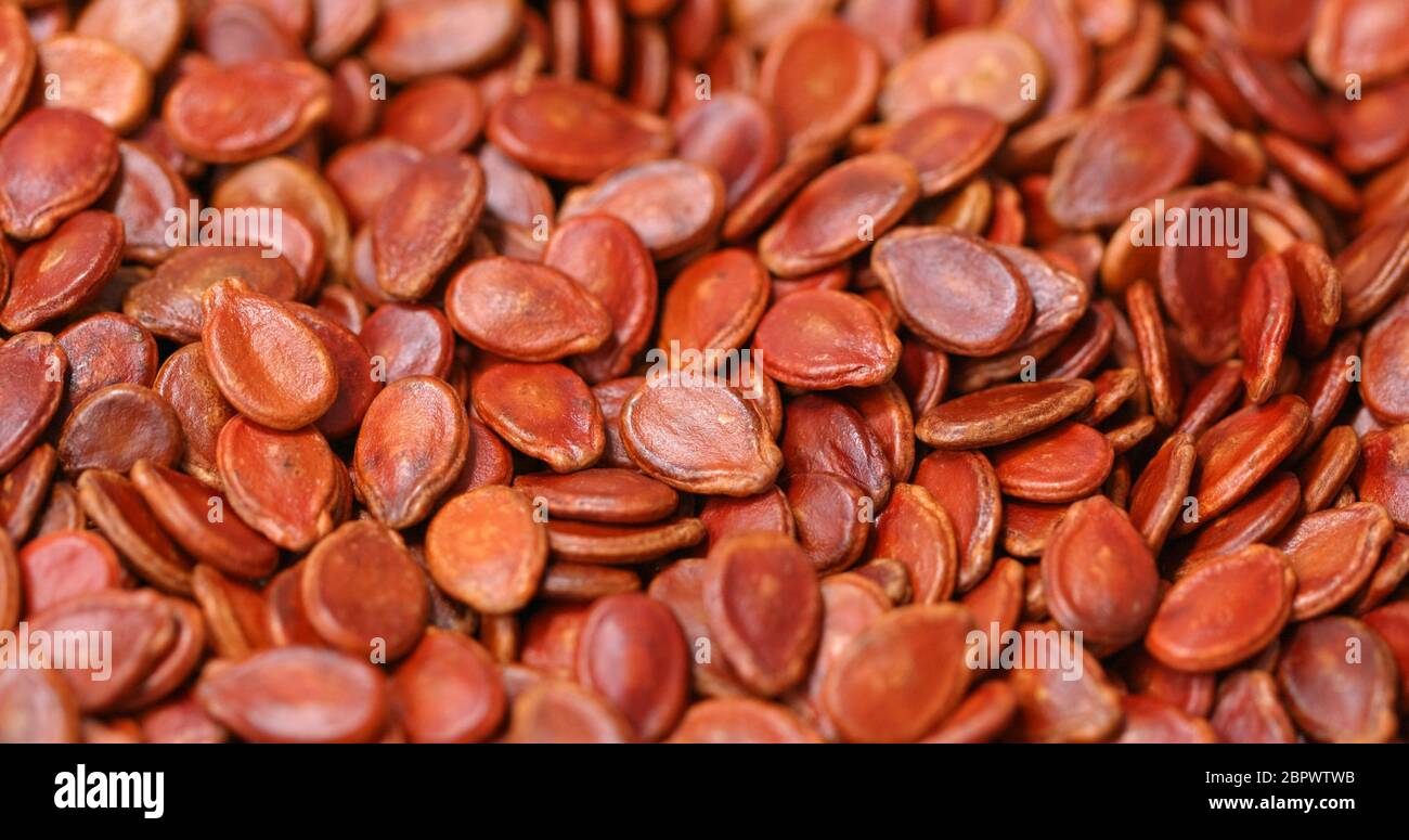 Red watermelon seed Stock Photo Alamy