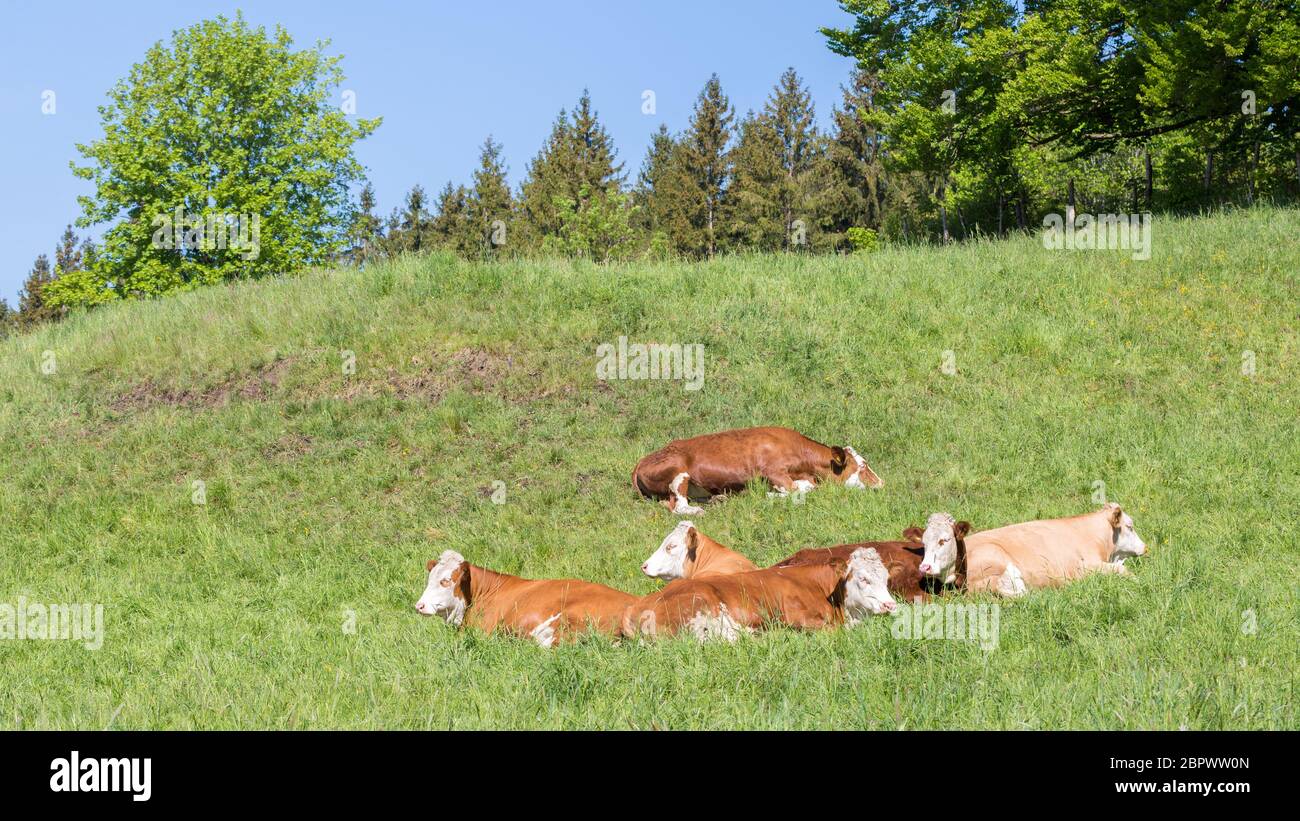 Herd of milk cows lying close to each other on a pasture. Organic agriculture & livestock. Concept for meat and milk production. Panorama format. Stock Photo
