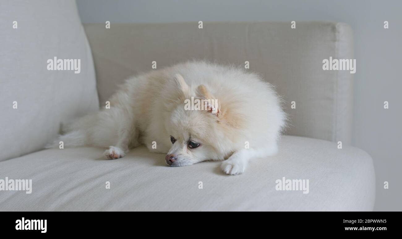 Pomeranian Sleep High Resolution Stock Photography And Images Alamy