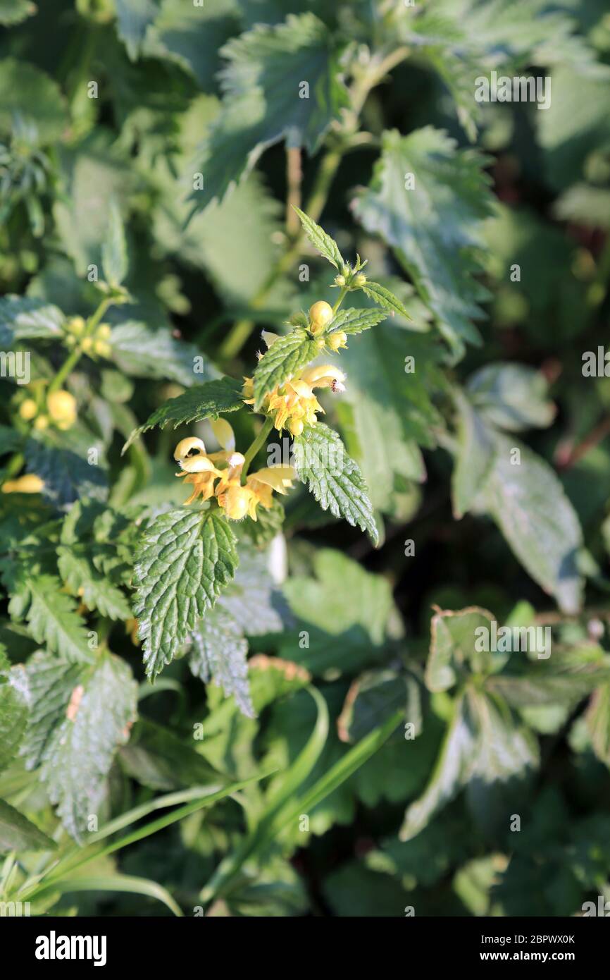 Roadside weeds in flower hi-res stock photography and images - Alamy