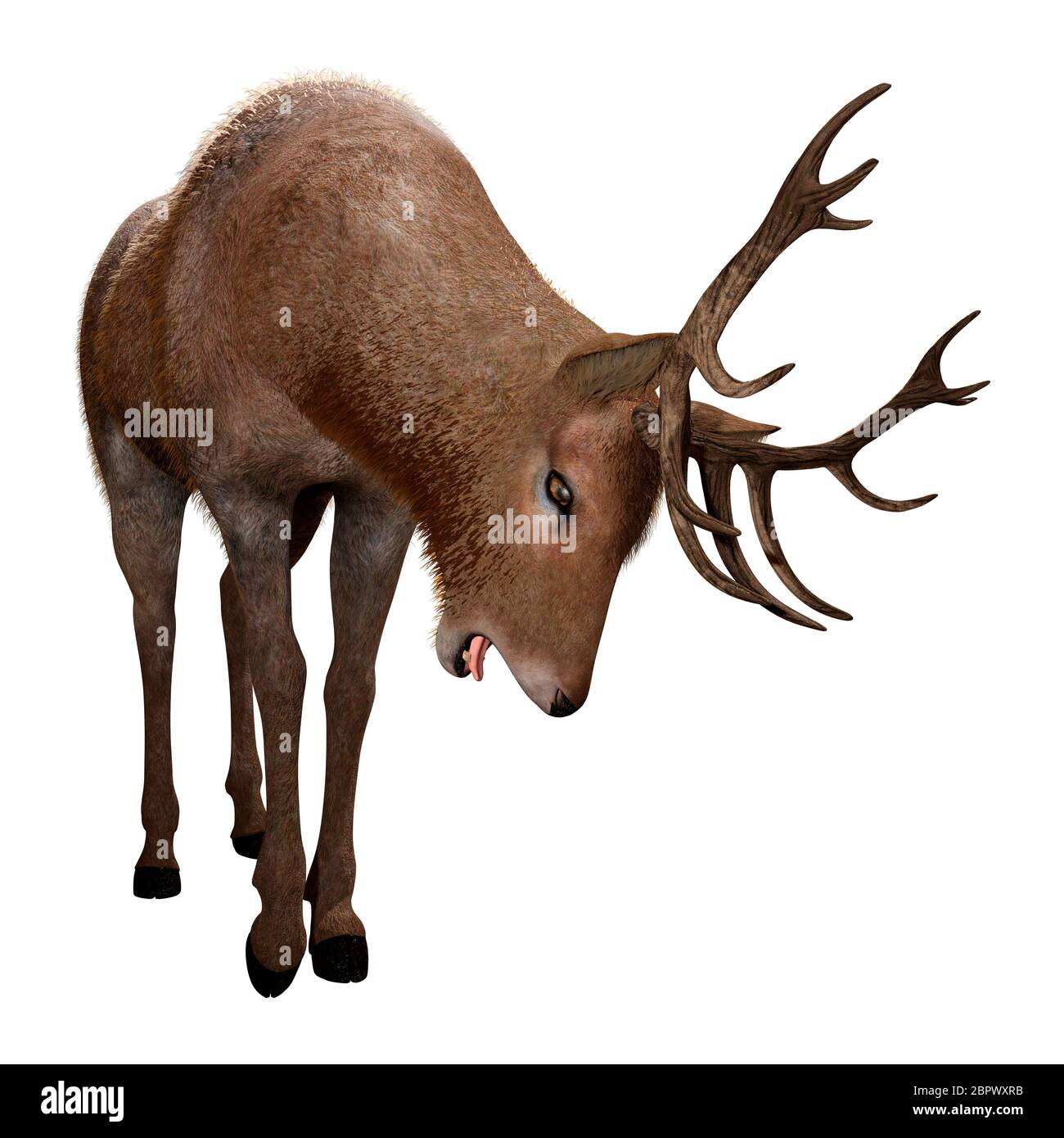 3D rendering of a male deer isolated on white background Stock Photo ...