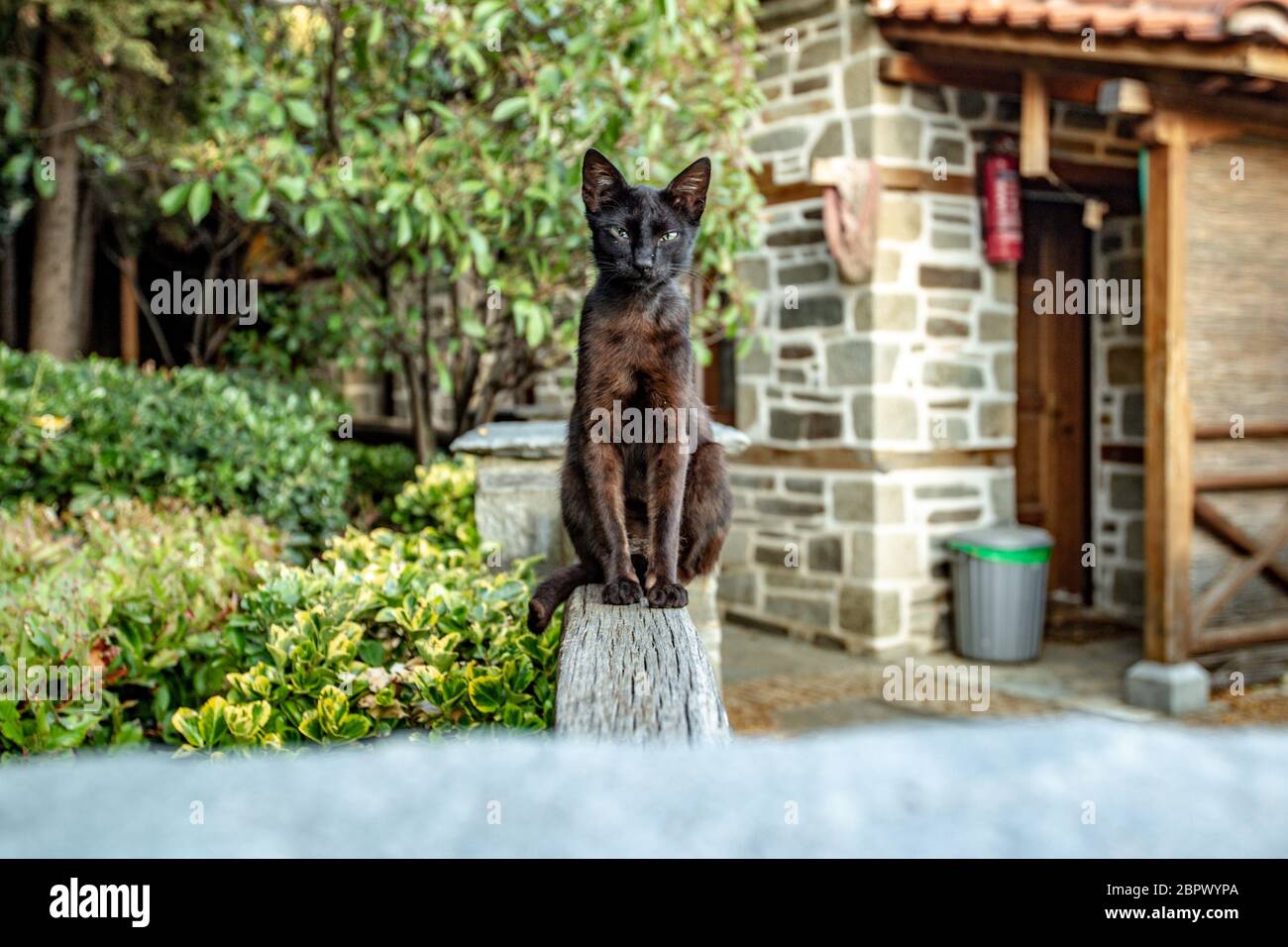 Black thin cat sits on a wooden fence on the territory of the monastery of Mount Athos Stock Photo