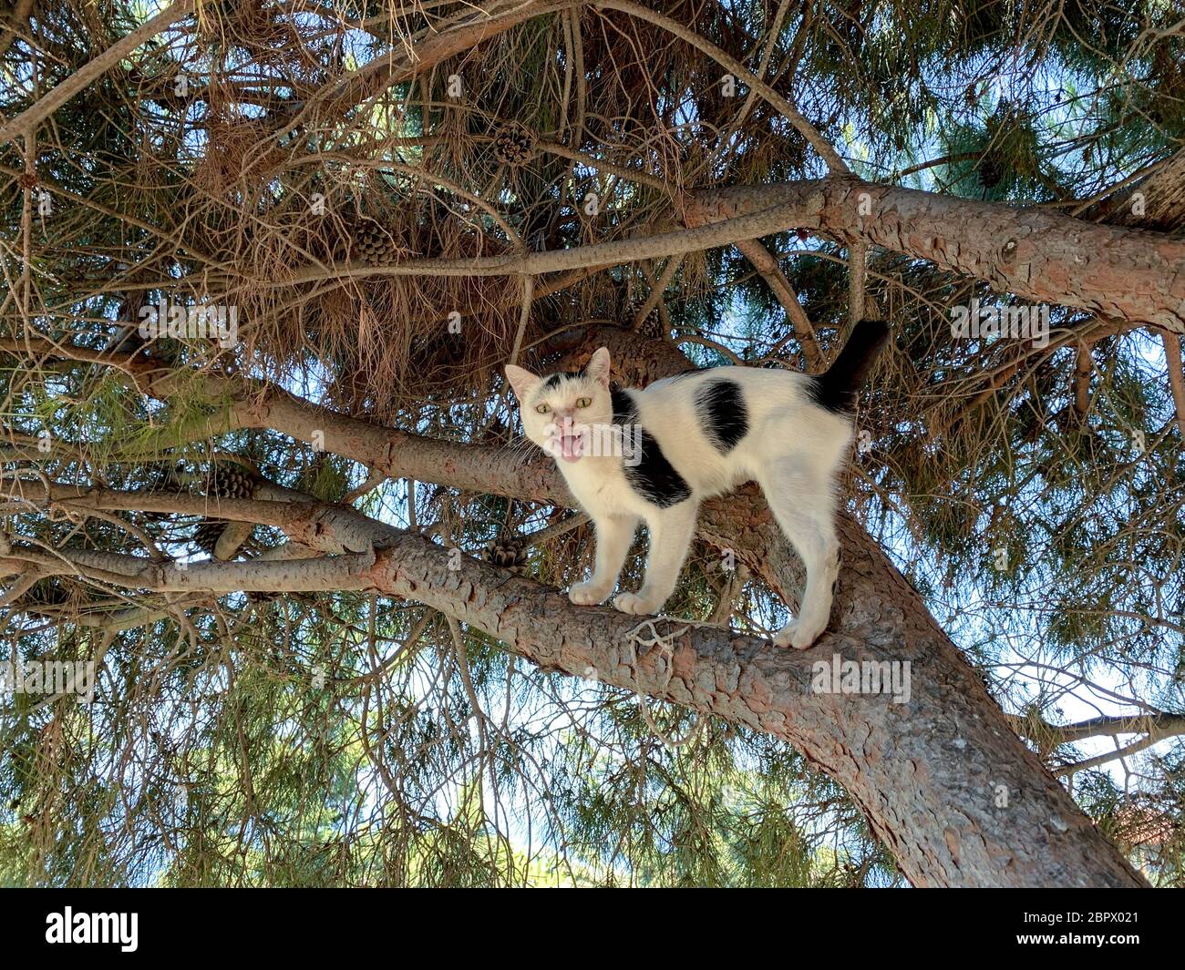 A black and white cat stands on a pine branch and meows with its mouth open. Stock Photo