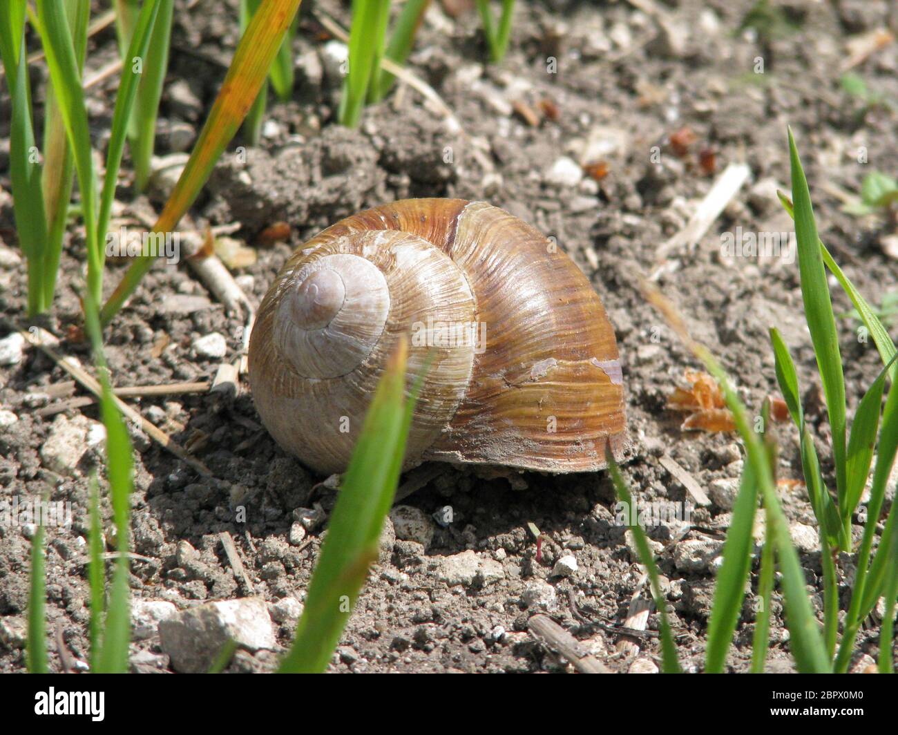 Big snail in shell crawling on road, summer day Stock Photo