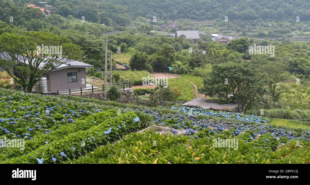 Hydrangea flower field in the mountain Stock Photo - Alamy