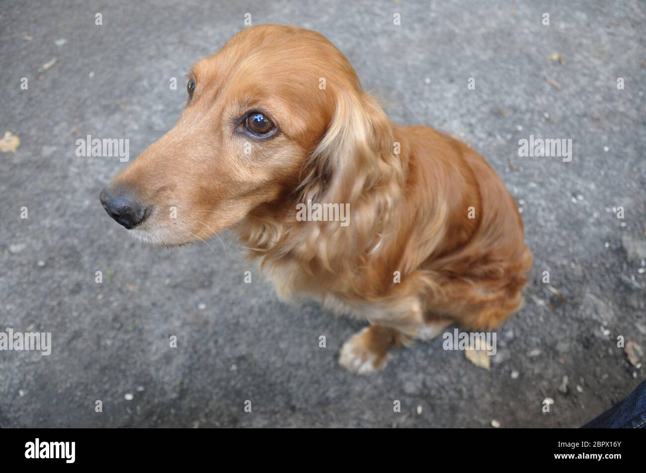 Image of ginger dog with sad eyes Stock Photo Alamy