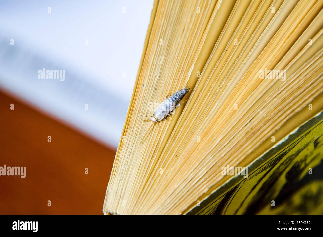 Insect feeding on paper - silverfish. Pest books and newspapers Stock ...