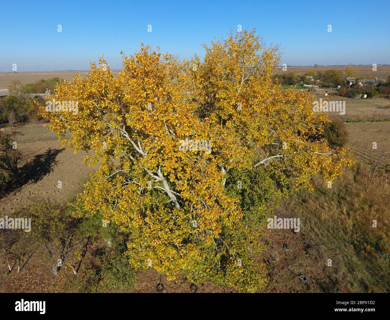 Yellow Leaves On A Silver Poplar Top View Of A Poplar Tree In The Fall Stock Photo Alamy