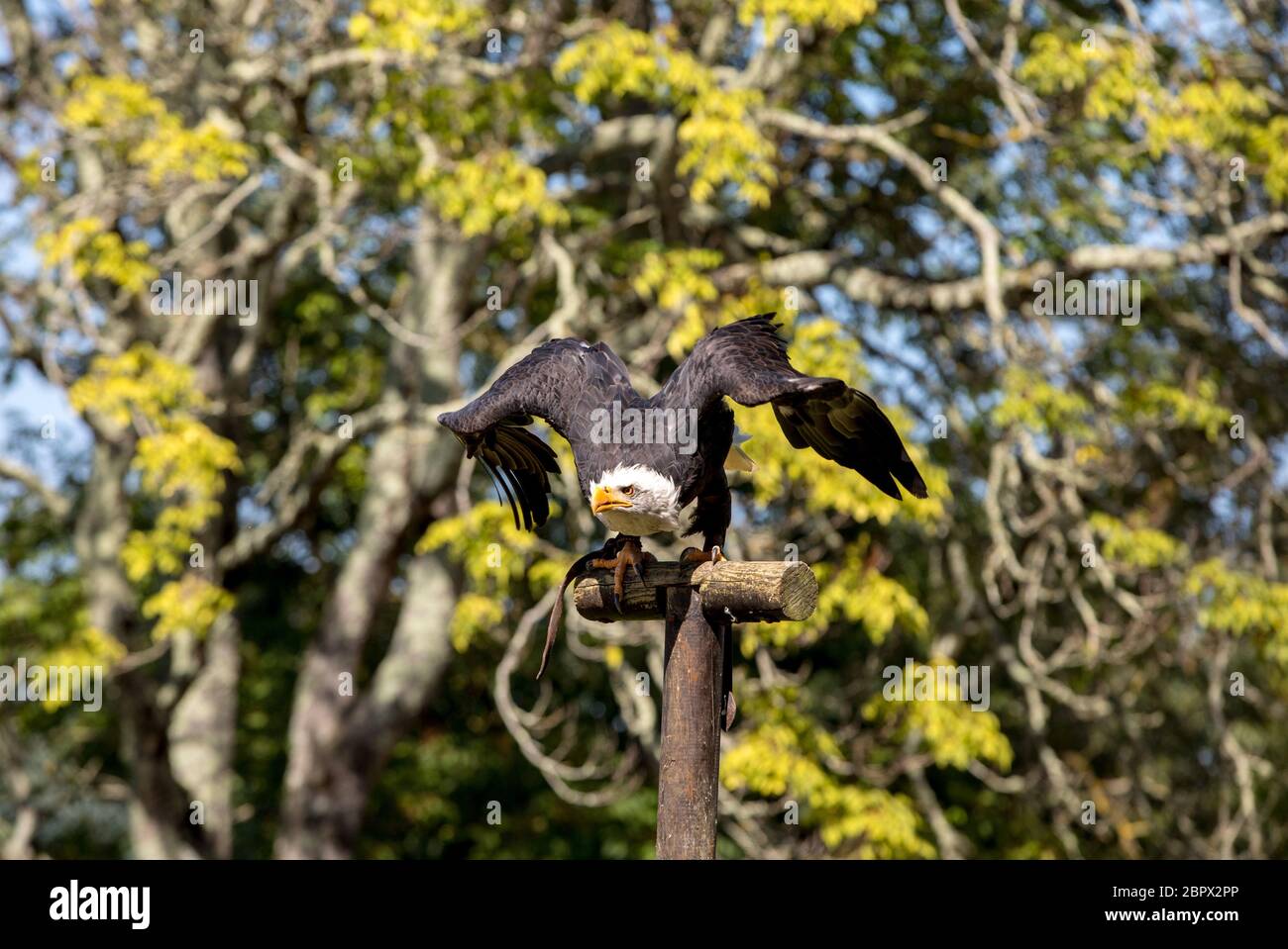 An American Bald Eagle - Haliaeetus leucocephalus Stock Photo - Alamy