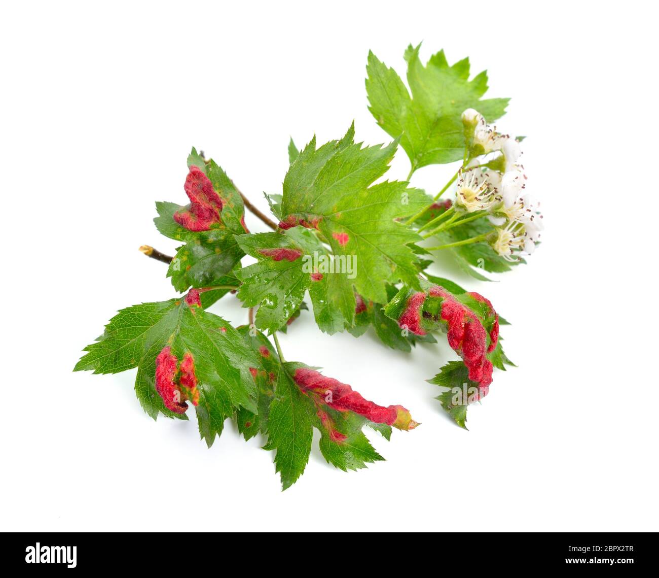 Gall with Aphids on a hawthorn leaf isolated on white background. Stock Photo