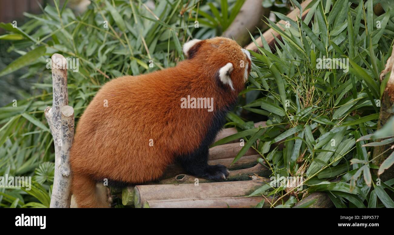 Red panda eat bamboo Stock Photo - Alamy