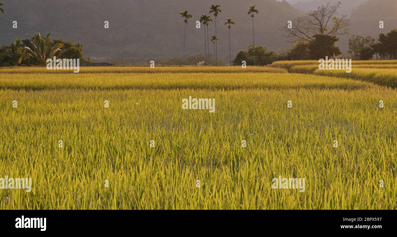 Fresh rice field Stock Photo - Alamy
