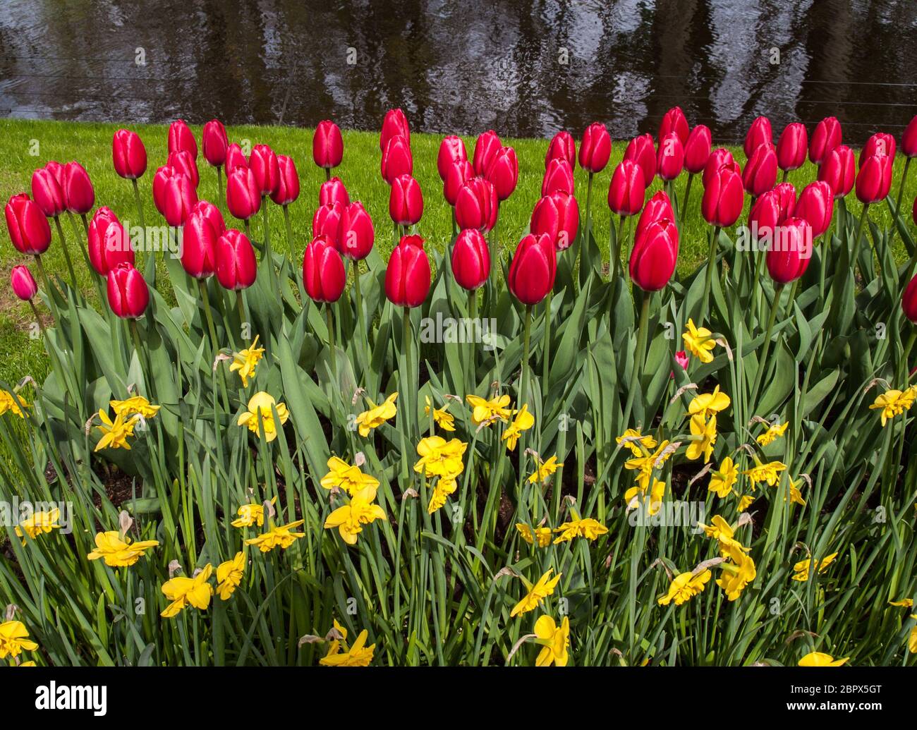 colorful tulips and daffodils blooming in a garden Stock Photo - Alamy
