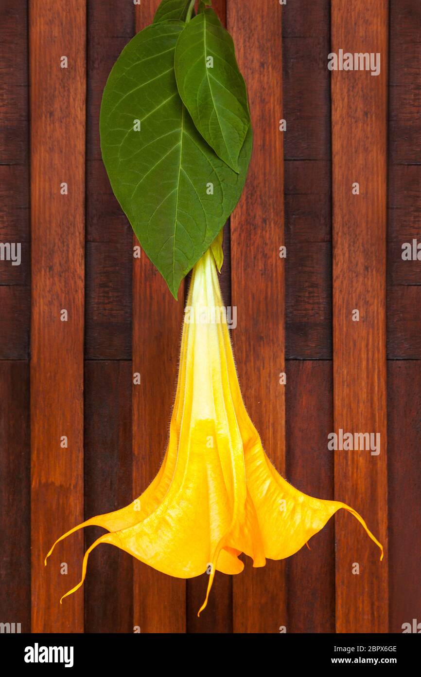 Psychedelic plant hires stock photography and images Alamy