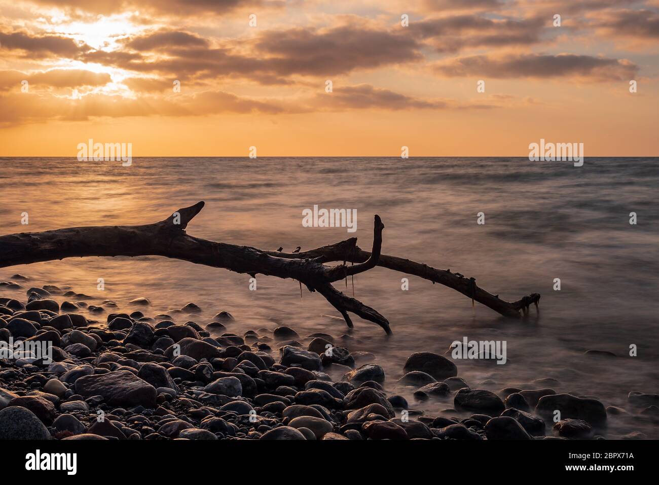 Drift wood on shore of the Baltic Sea. Stock Photo